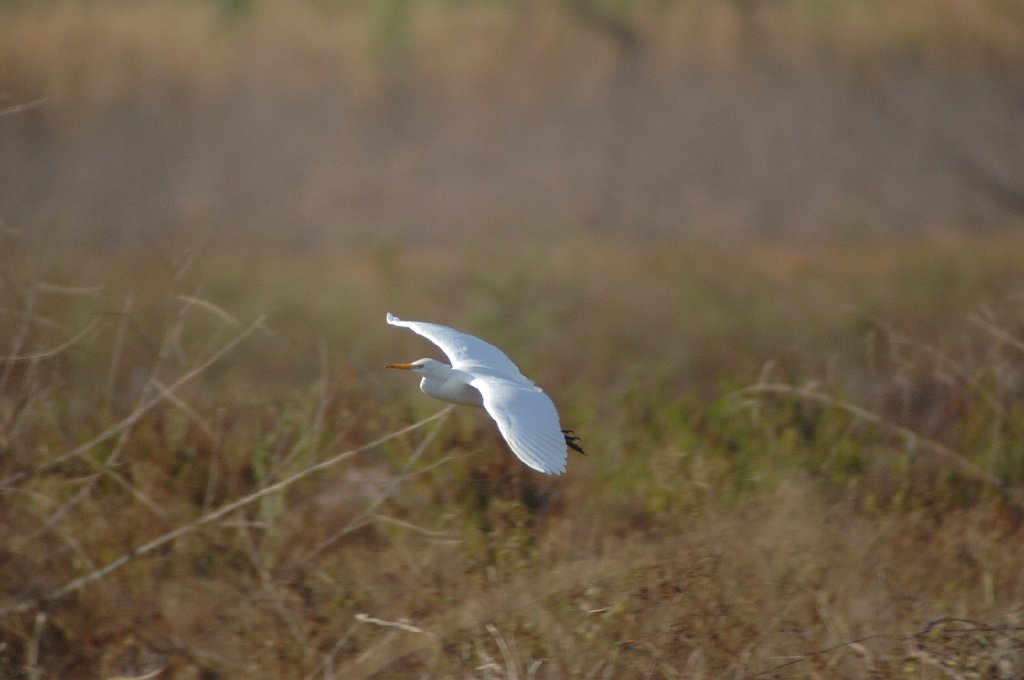 Egret, Cattle, 2010-01186496 Southern Glades, FL.JPG - Cattle Egret. Near the entrance to Everglades National Park, FL, 1-18-2010